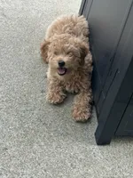Chunk , a female Goldendoodle and Poodle - Miniature  for sale in Suffolk, VA – 5 of 10