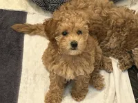 Gracie , a female Goldendoodle and Poodle - Miniature  for sale in Suffolk, VA – 4 of 9