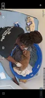 Gracie , a female Goldendoodle and Poodle - Miniature  for sale in Suffolk, VA – 8 of 9