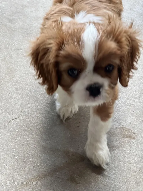AKC ANGEL (TinkDink) – Cavalier King Charles Spaniel puppy for sale in Canton, TX