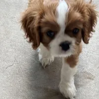 AKC ANGEL (TinkDink), a female Cavalier King Charles Spaniel for sale in Canton, TX – 1 of 2