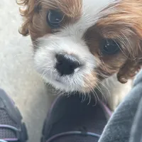 AKC ANGEL (TinkDink), a female Cavalier King Charles Spaniel for sale in Canton, TX – 2 of 2