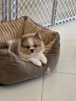 Teddy Bear, a male Pomeranian for sale in Las Vegas, NV – 4 of 4