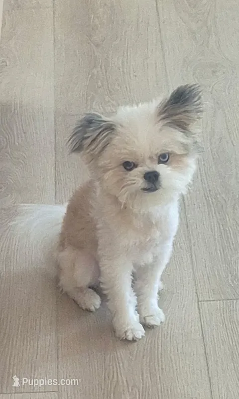 Bluey – Maltese, Pomeranian puppy for sale in Las Vegas, NV