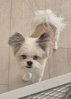 Bluey, a male Maltese and Pomeranian for sale in Las Vegas, NV – 2 of 2