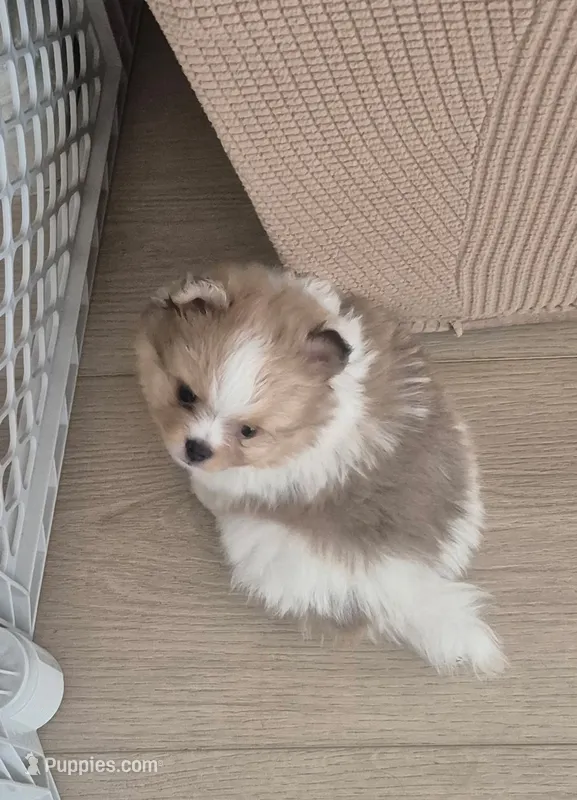 Teddy Bear – Pomeranian puppy for sale in Las Vegas, NV