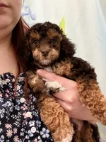 Copper- Male, a male Poodle - Miniature  for sale in Kannapolis, NC – Photo 4 of 7