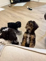 Copper- Male, a male Poodle - Miniature  for sale in Kannapolis, NC – Photo 6 of 7