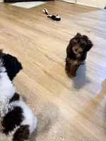 Copper- Male, a male Poodle - Miniature  for sale in Kannapolis, NC – Photo 5 of 7