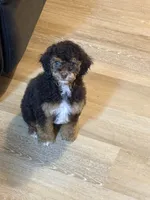 Copper- Male, a male Poodle - Miniature  for sale in Kannapolis, NC – Photo 2 of 7