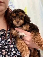 Copper- Male, a male Poodle - Miniature  for sale in Kannapolis, NC – Photo 3 of 7