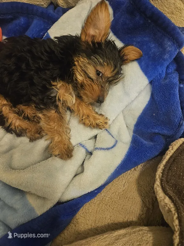 Non – Yorkshire Terrier puppy for sale in Littleton, CO