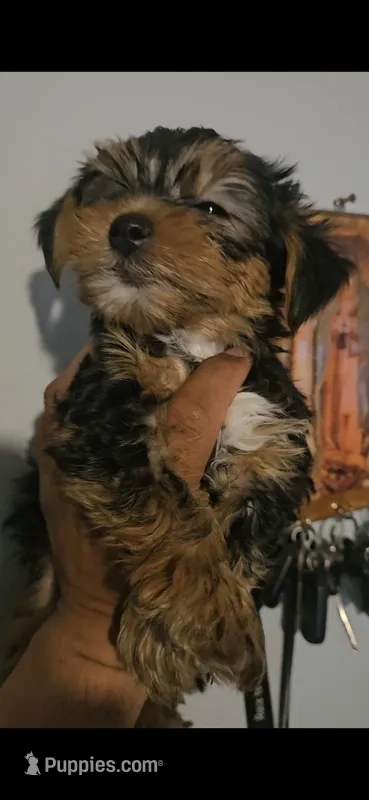 No name – Yorkshire Terrier puppy for sale in Littleton, CO