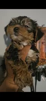 No name, a male Yorkshire Terrier for sale in Littleton, CO – 1 of 1