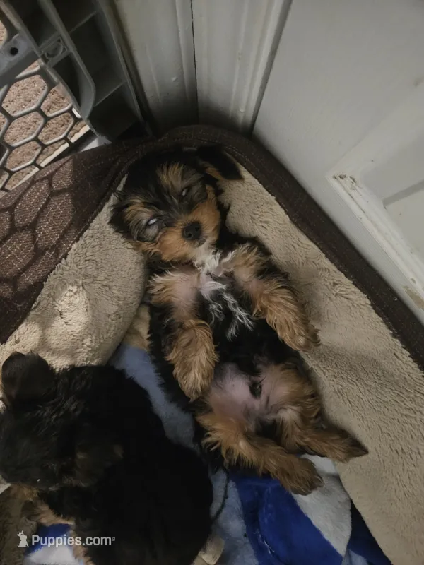 Non – Yorkshire Terrier puppy for sale in Littleton, CO