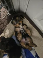 Non, a female Yorkshire Terrier for sale in Littleton, CO – 1 of 1