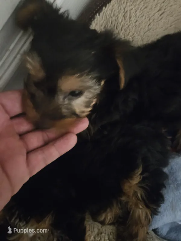 Non – Yorkshire Terrier puppy for sale in Littleton, CO
