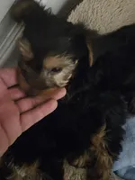 Non, a female Yorkshire Terrier for sale in Littleton, CO – 1 of 1