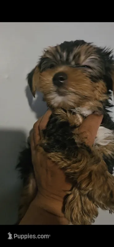 Non – Yorkshire Terrier puppy for sale in Littleton, CO