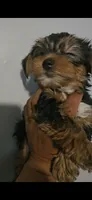Non, a female Yorkshire Terrier for sale in Littleton, CO – 1 of 1