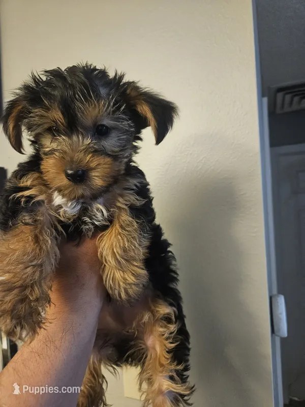 Non – Yorkshire Terrier puppy for sale in Littleton, CO