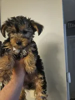 Non, a female Yorkshire Terrier for sale in Littleton, CO – 1 of 4
