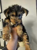 Non, a female Yorkshire Terrier for sale in Littleton, CO – 3 of 4