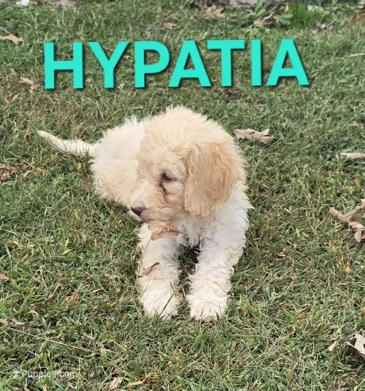 Hypatia – Labradoodle puppy for sale in Saint James, MO