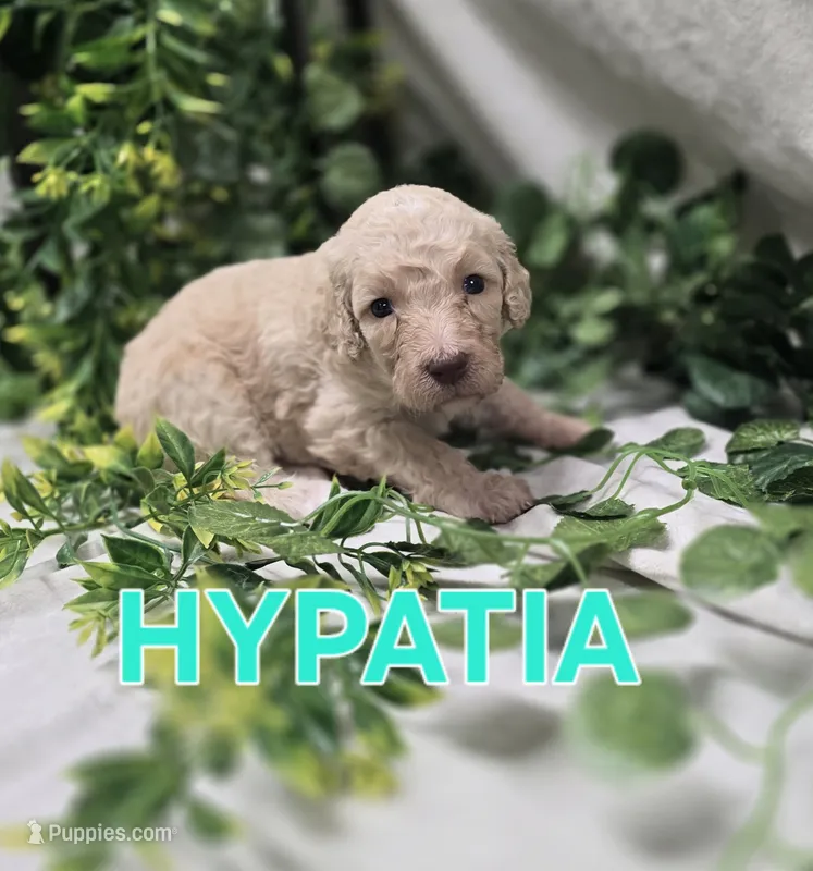 Hypatia – Labradoodle puppy for sale in Saint James, MO