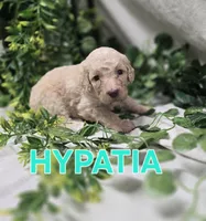 Hypatia, a female Labradoodle for sale in Saint James, MO – 5 of 7