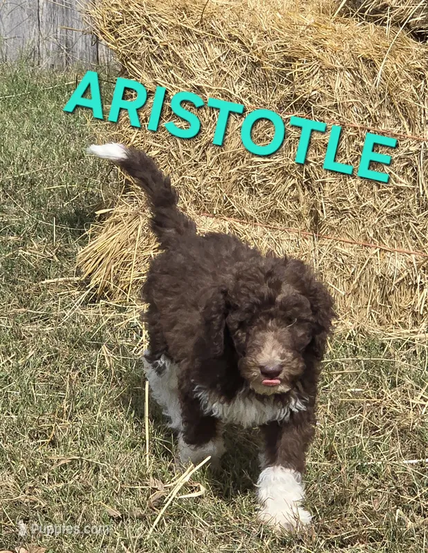 Aristotle – Labradoodle puppy for sale in Saint James, MO