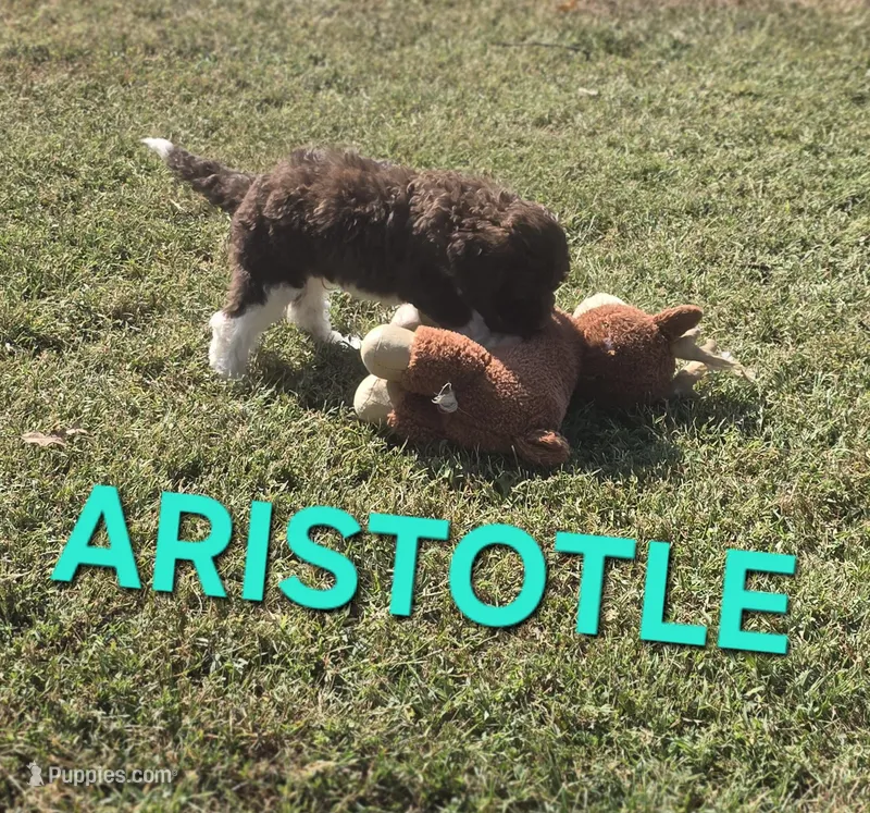 Aristotle – Labradoodle puppy for sale in Saint James, MO