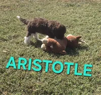 Aristotle, a male Labradoodle for sale in Saint James, MO – 2 of 7