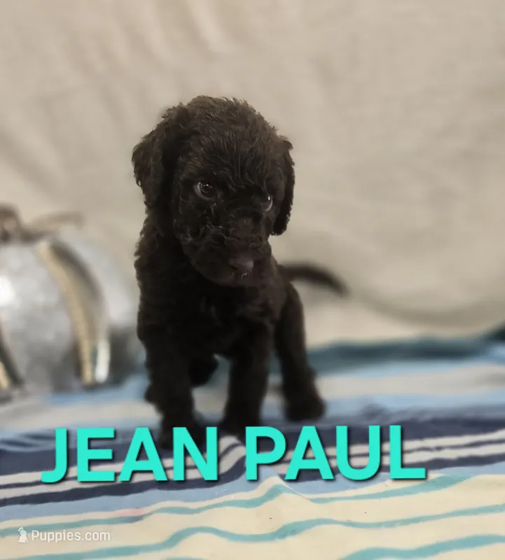 Jean Paul – Labradoodle puppy for sale in Saint James, MO