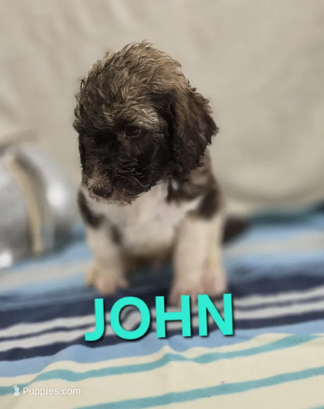 John Locke – Labradoodle puppy for sale in Saint James, MO