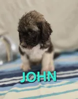 John Locke, a male Labradoodle for sale in Saint James, MO – 3 of 7