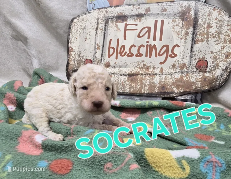 Socrates – Labradoodle puppy for sale in Saint James, MO