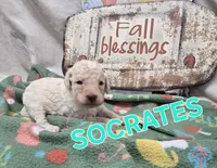 Socrates, a male Labradoodle for sale in Saint James, MO – 6 of 7