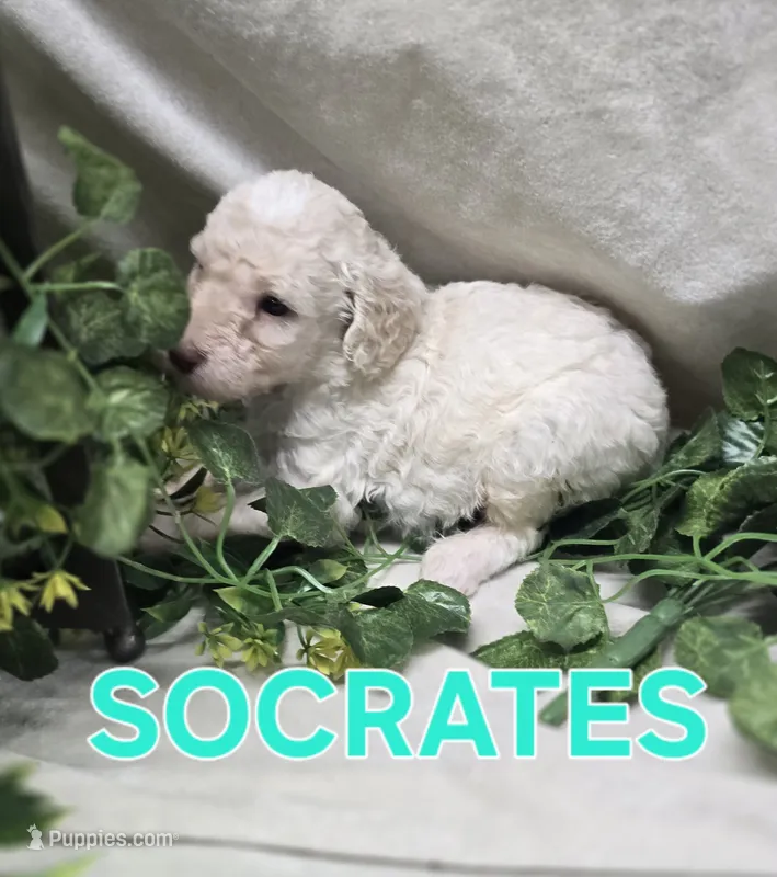 Socrates – Labradoodle puppy for sale in Saint James, MO