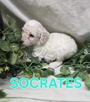Socrates, a male Labradoodle for sale in Saint James, MO – 5 of 7