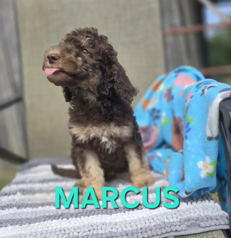 Marcus – Labradoodle puppy for sale in Saint James, MO