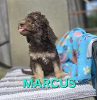 Marcus, a male Labradoodle for sale in Saint James, MO – 1 of 7