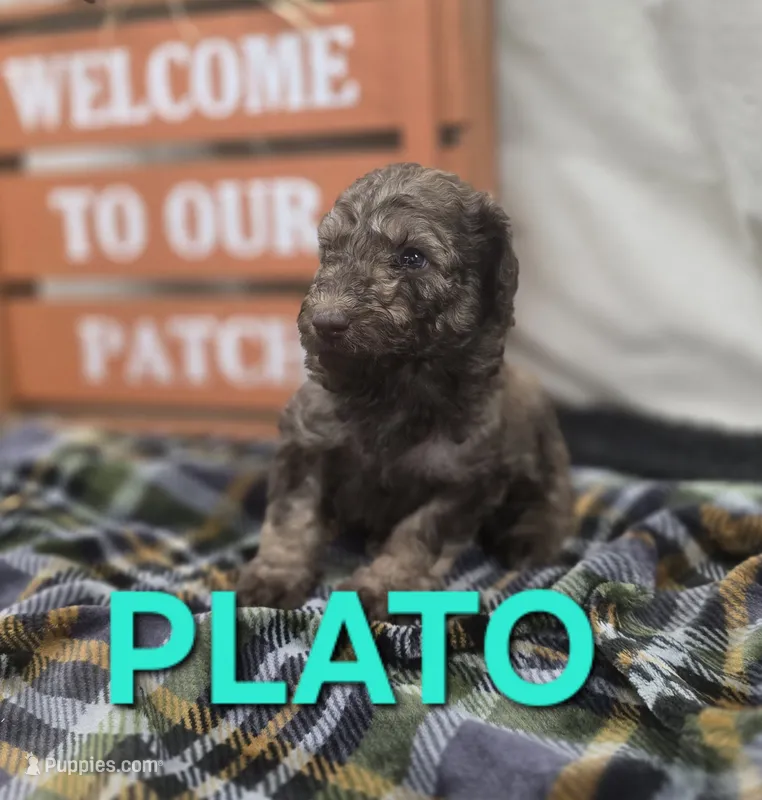 Plato – Labradoodle puppy for sale in Saint James, MO