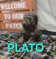 Plato, a male Labradoodle for sale in Saint James, MO – 3 of 7