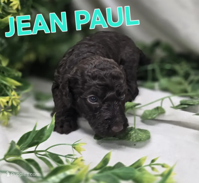 Jean Paul – Labradoodle puppy for sale in Saint James, MO