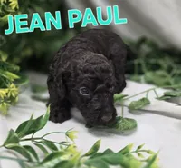 Jean Paul, a male Labradoodle for sale in Saint James, MO – 5 of 7