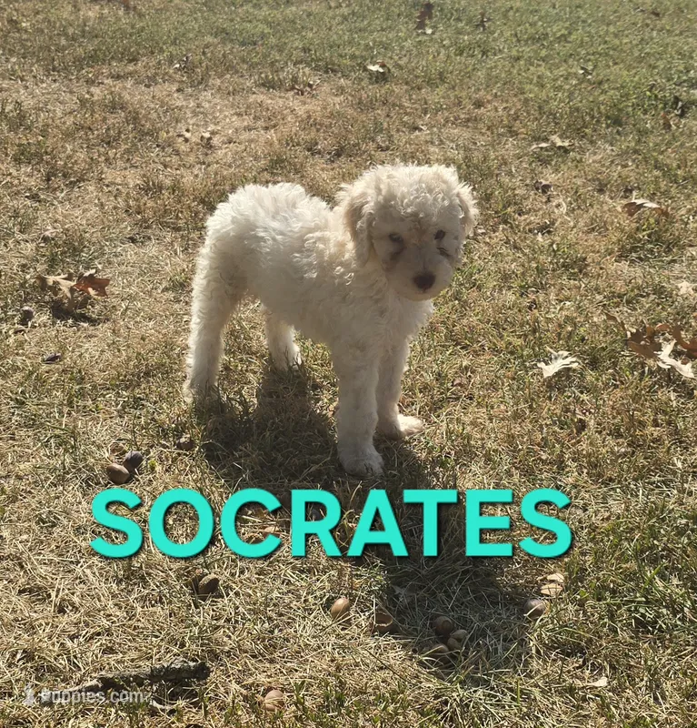 Socrates – Labradoodle puppy for sale in Saint James, MO