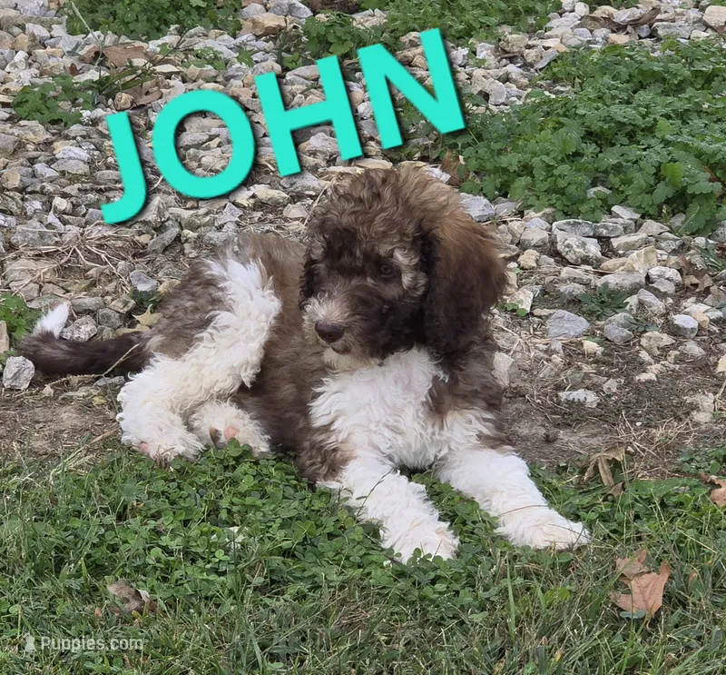 John Locke – Labradoodle puppy for sale in Saint James, MO
