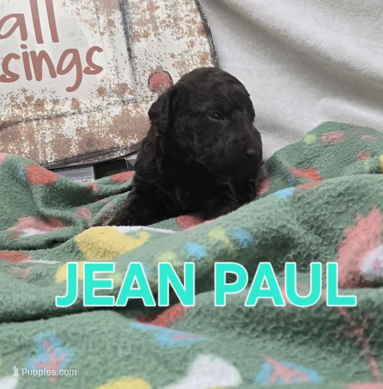 Jean Paul – Labradoodle puppy for sale in Saint James, MO