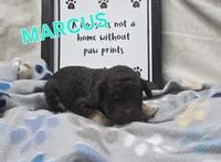 Marcus, a male Labradoodle for sale in Saint James, MO – 1 of 1